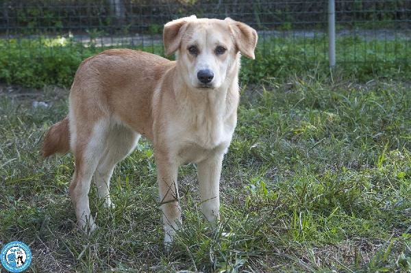 Pimpa, la timidezza che chiede tempo.. Foto 2